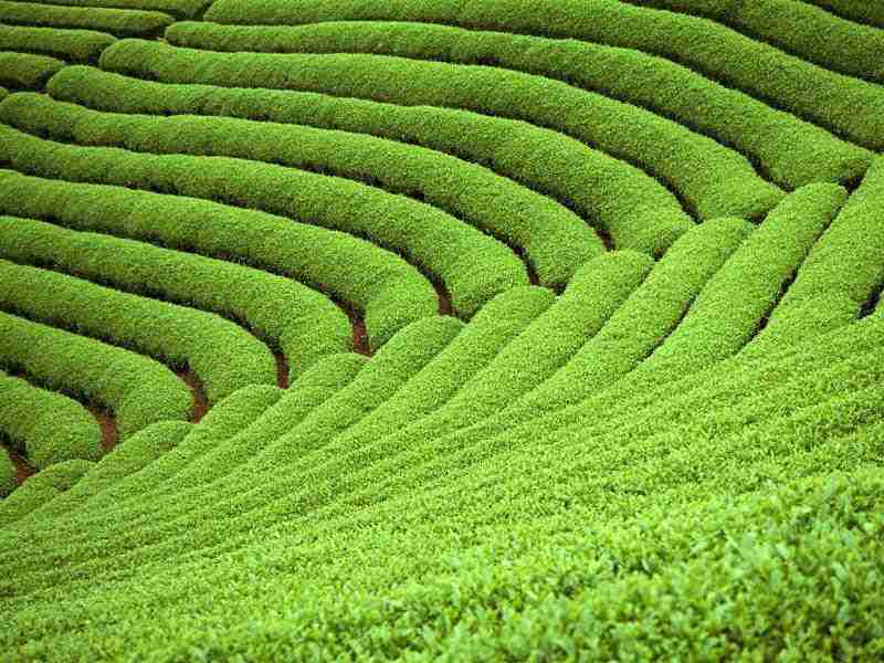 河南护理职业学院校花郑星榆
